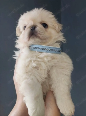 Bezaubernder altdeutscher Mopswelpe weiß (Fluffy) 