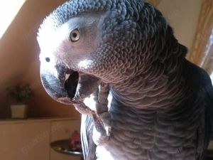 26 jähriger Graupapagei flugunfähig