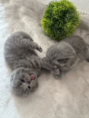 Bkh kitten noch 2 weibchen frei!!