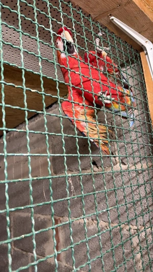 Hellrote Ara Hennen von 2018