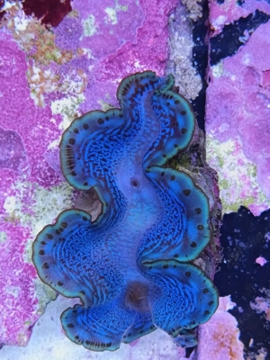 Tridacna maxima Mördermuschel Meerwasser 