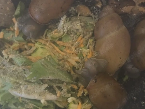 6x Megalobulimus oblongus haemastomus 