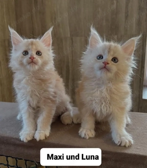Maine-Coon-Kätzchen (männlich und weiblich)