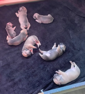 Französische Bulldoggen Welpen