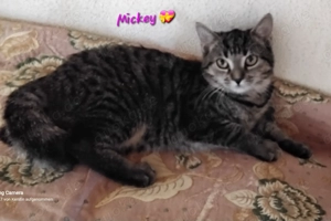 Wunderhübsche Hauskatzenkitten suchen ein neues Heim!