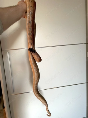 Feuerrote Boa c i Hypo Leopard 1.0 66%ph Blood