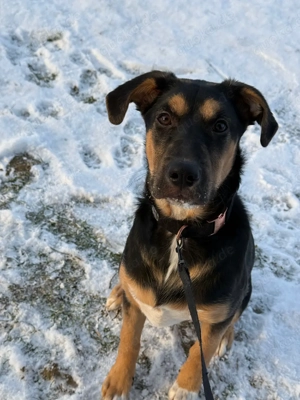 Lieber, stubenreiner Hund (6 Monate) abzugeben