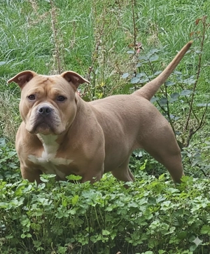 American Bully hündin 