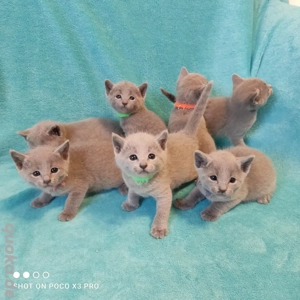 Wunderschöne Russisch Blau Kitten mit Stammbaum.