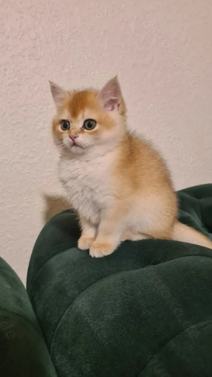 bkh suna 4 monat alt 