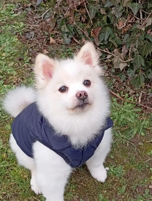 Wunderschöner Reinrassiger Zwergspitz Rüde 