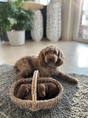 Zwergpudel Welpen apricot-rot