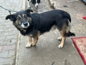 Liebervoller Merlin sucht neues Zuhause  Bild 2