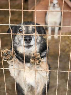 Liebervoller Merlin sucht neues Zuhause 