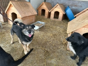 Liebervoller Merlin sucht neues Zuhause  Bild 4