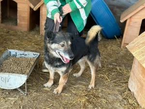Liebervoller Merlin sucht neues Zuhause  Bild 3