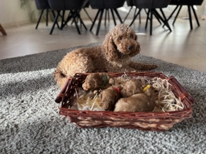 Zwergpudel Welpen apricot-rot Bild 2