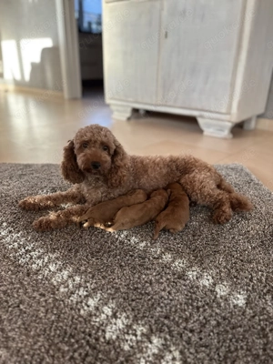 Zwergpudel Welpen apricot-rot Bild 3