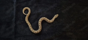 Hakennasennatter 0.1 Heterodon nasicus Arctic