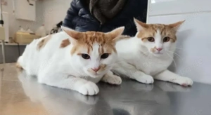 Copper & Monchi Verspieltes Dreamteam sucht seine gechillte Familie