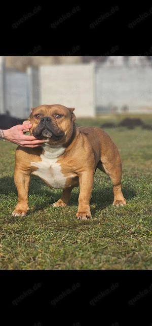 Erstklassige American Pocket Bully Welpen Abgabebereit 