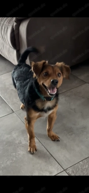 3 Jährigen Hund abzugeben, (mit Erfahrung)