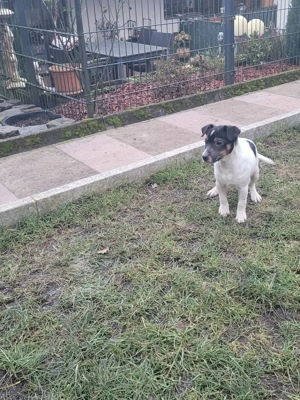 Jack Russell weiblich 