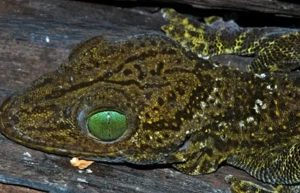 ich suche gekko smithii 