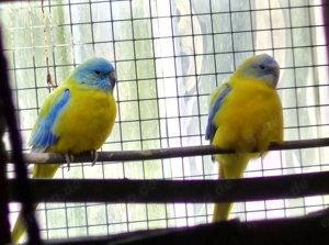 Schönsittiche u. Bourkesittiche zu verkaufen