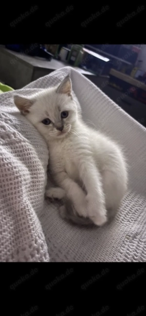 Britisch Kurzhaar Lilac Point Mit blauen Augen 