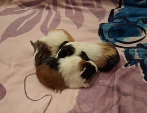 Kleine Meerschweinchen *Dringend* 