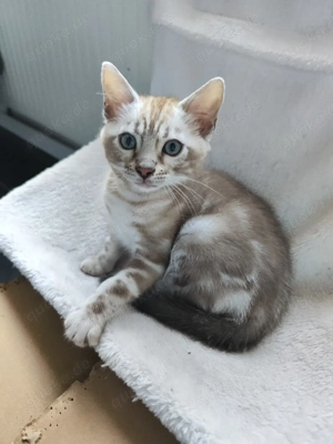 bengal kitten kater snow mink