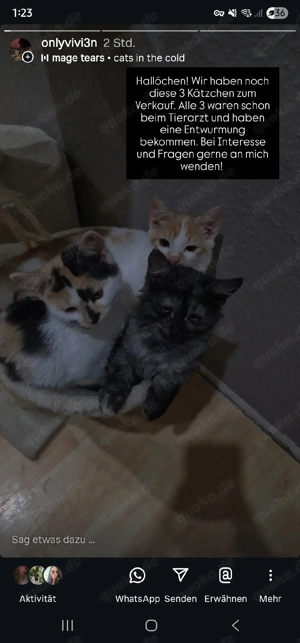 Maine coon Mix Kitten