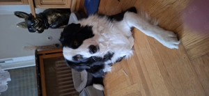 Wurfankündigung Australien Shepherds 