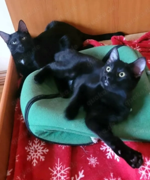 Becky & Polly Tolle Lackfellchen suchen spannende Familie