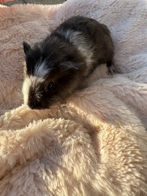 Meerschweinchen Babys männlich 