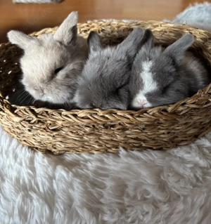 Minilop Zwergwidder in liebevolle Hände abzugeben 