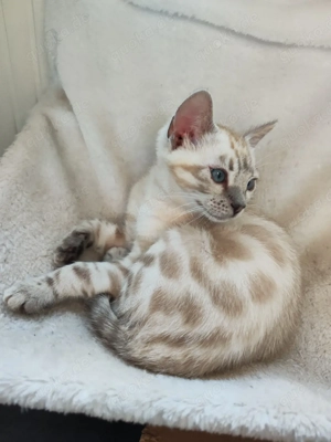 snow mink rosetted bengal kitten kater 