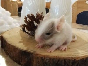 Süßer kleiner Schokoschecken Bub sucht demnächst Anschluss in Männer WG