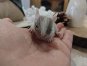 Süßer kleiner Schokoschecken Bub sucht demnächst Anschluss in Männer WG