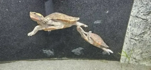 Rotbauchspitzkopfschildkröten Pärchen 