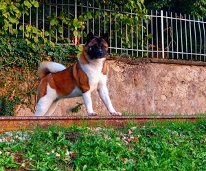 Akita Hündin abzugeben 