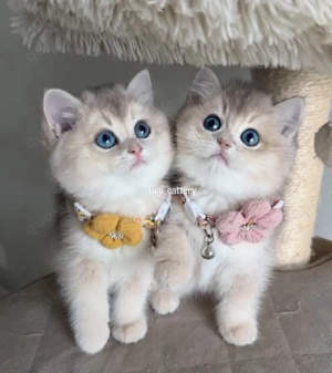 Britisch Kurzhaar katzchen