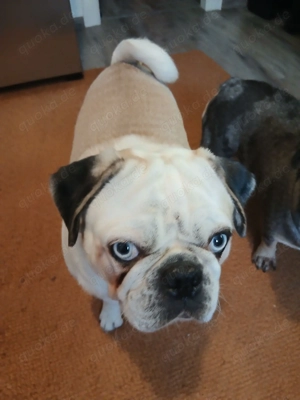 Panda Mops Deckrüde