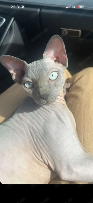 Kanadian Sphynx Deckkater mit blauen Augen