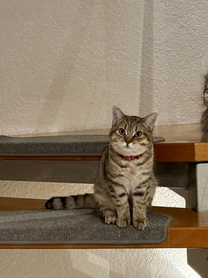 Junge BKH sucht nueue Hause 