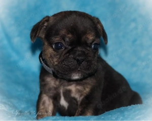 Alternativ Französische Bulldoggen mit Ahnentafel