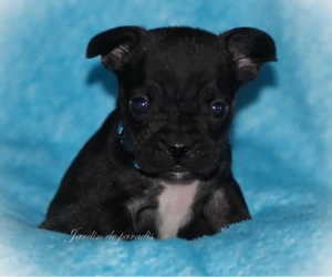 Alternativ Französische Bulldoggen mit Ahnentafel