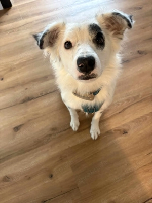 Treuer Charlie sucht liebevolle Hundekenner  