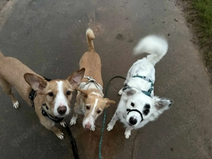 Treuer Charlie sucht liebevolle Hundekenner   Bild 4